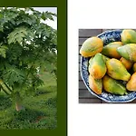 Tropical Fruit Garden In Lido Di Noto