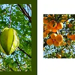 Tropical Fruit Garden In Lido Di * Noto