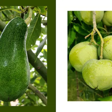 Tropical Fruit Garden In Lido Di * נוטו