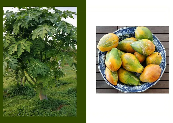 Tropical Fruit Garden In Lido Di נוטו