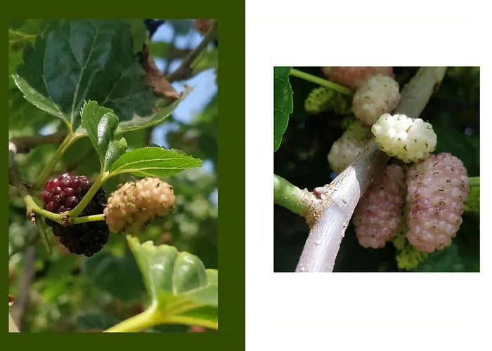 בית נופש Tropical Fruit Garden In Lido Di