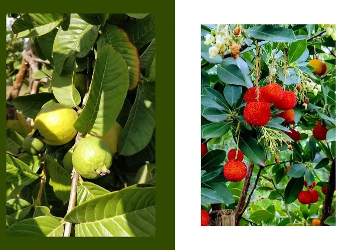 Tropical Fruit Garden In Lido Di