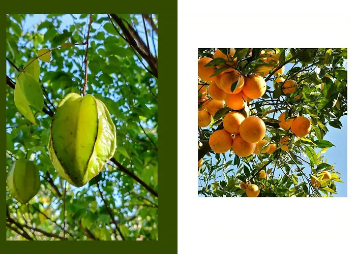 Tropical Fruit Garden In Lido Di * נוטו