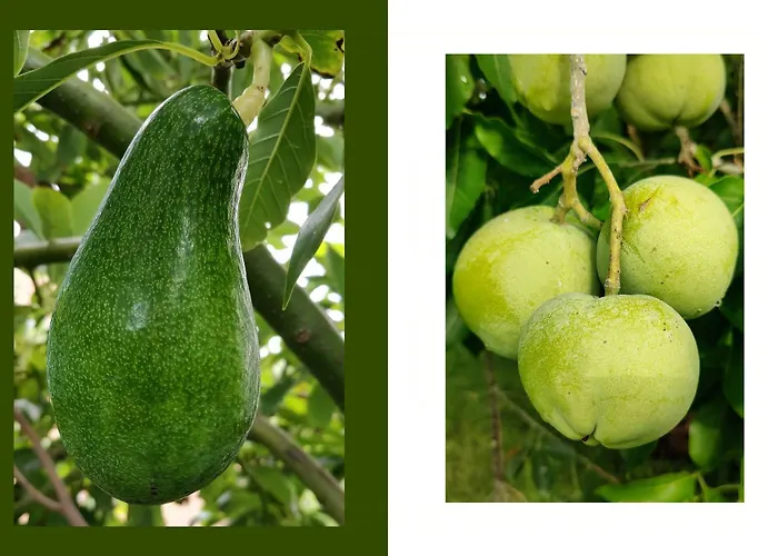 Tropical Fruit Garden In Lido Di * נוטו