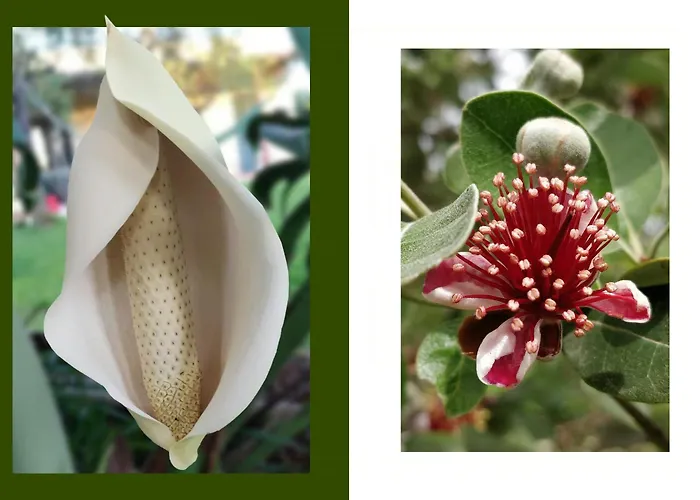 Tropical Fruit Garden In Lido Di בית נופש